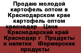 Продаю молодой картофель оптом в Краснодарском крае,картофель оптом краснодар › Цена ­ 15 - Краснодарский край, Краснодар г. Продукты и напитки » Фермерские продукты   . Краснодарский край